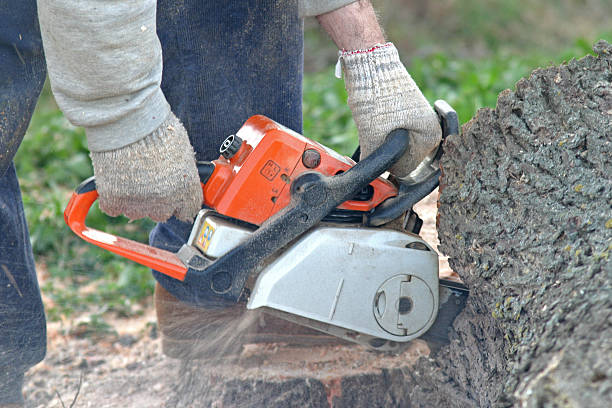 How Our Tree Care Process Works  in  Angustura, NM